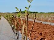 Xylella: libera comitato fitosanitario commercializzazione barbatelle.