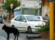 Video. Cane diventa esempio civico: aspetta rosso passa