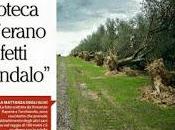 Xylella novembre 2015