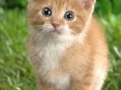 Vediamo immagini Reddit Imgur Samsung Gear