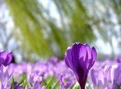 Curare stress Naturopatia