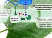 piccoli interferenti (iRNA)