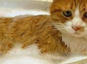 Come lavare gatto modo naturale