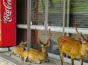 VAINIO VIGROUX, Peau Froide, Léger Soleil