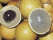 Longan occhio Drago: benefici salute