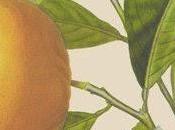 Pompelmo, olio essenziale