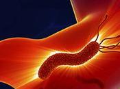 Eliminare l’Helicobacter pyroli prevenire cancro allo stomaco