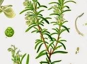 Rosmarino, olio essenziale