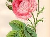 Schema punto croce: Fiore_14