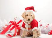 PAVIA. Prima campagna invernale antiabbandono animali: regalo compagno vita.