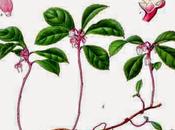 Strappi, tendiniti distorsioni: olio gaultheria lavanda