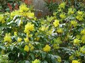 splendida fioritura della mahonia aquifolium