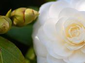 primo fiore camelia first flower camellia