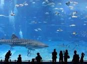 Acquario Barcellona: un'esperienza fondo mare