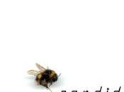 Candidate "Tiger Flies"
