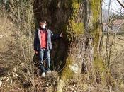 Alberi monumentali, farnia Attimis (UD)