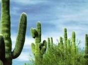 L’obiezione cactus