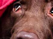 L’anno nuovo festeggiamolo senza botti ricordano bombe!!