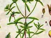 Santoreggia, olio essenziale