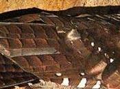 Uccelli cavernicoli Pillole settimanali Marco Bani