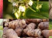 colture eccellenti forti proprietà nutrizionali