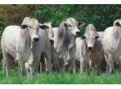 Reddito Agrario Terreni allevamento: cos’è, calcolo, tassazione, esclusioni esenzioni