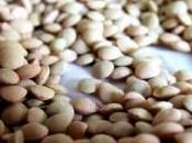 Pasticcio Lenticchie