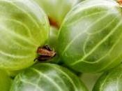 L'Uva spina suoi segreti