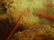 polpette verdure