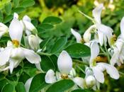 Moringa oleifera: proprietà benefici