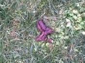 Continua riscuotere successo petizione sindaco “Luino pulita” lanciata Change.org