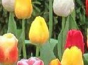 tulipano, fiore sultano