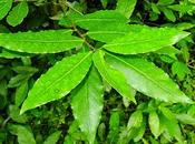 Alloro contro reumatismi tensioni