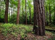 Davvero pensate alberi desiderino essere abbracciati?