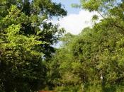 Safari nella foresta tropicale Wilpattu National Park. Viaggio Lanka