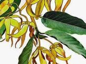 Ylang-ylang, olio essenziale