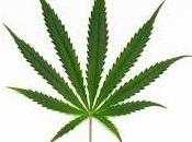 Cannabis: droga farmaco sclerosi multipla