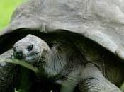 Qual l’animale vecchio mondo?