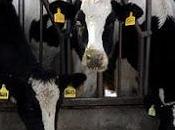VERONA. Accordo taglio bollette: risparmi 13mila stalle lombarde. Prandini: “Importante nostra zootecnia”.