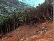 Paraguay: milioni alberi abbattuti mese