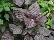 Perilla Frutescens: Giappone pianta longevità