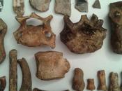 Recuperati resti orso delle caverne reperti ceramici provenienti scavi clandestini