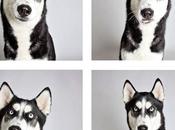 fotografia cani adottare