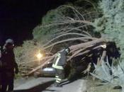 Tragedia Campania: albero cade un’auto, tutti morti