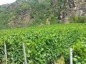 Nuove frontiere vino italiano: biologico Wine Beauty