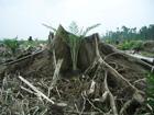 Olio palma: distrugge foresta?