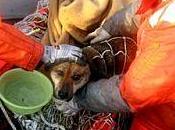 cane sopravvissuto allo tsunami, essere umano resistere così tanto?