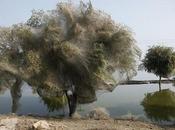 Pakistan ragni trasformano alberi tele sfuggire alle alluvioni