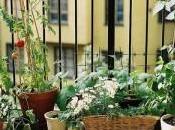 verdure balcone