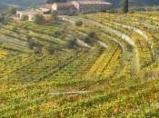 L’Amarone, vino natali bizzarri